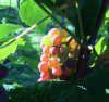 Avondale_grapes