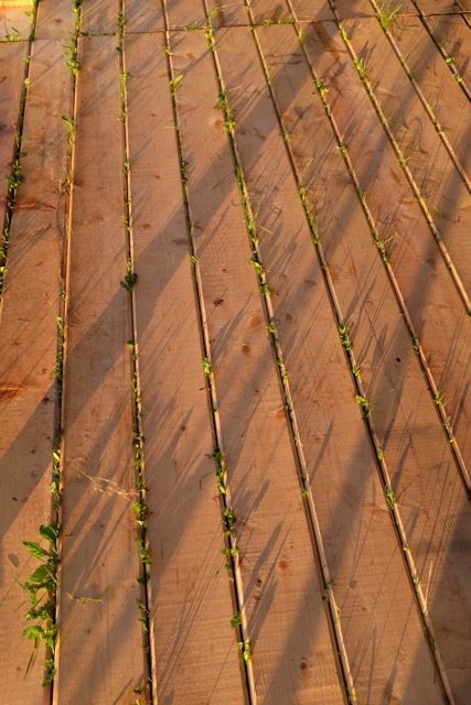 To create a space for the program's meals, a tent was erected on the lawn. The grass coming through the floorboards made endless fodder for the eye